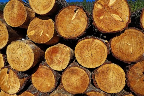 Stack of logs in forest