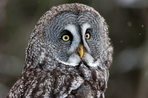 A captive great grey owl (Strix nebulosa) sits on a perch at a bird of prey sanctuary during winter