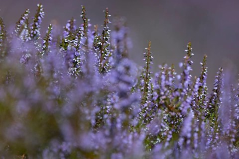 Close-up of flowering heather (Erica) with intense purple colour in natural setting in mountainous