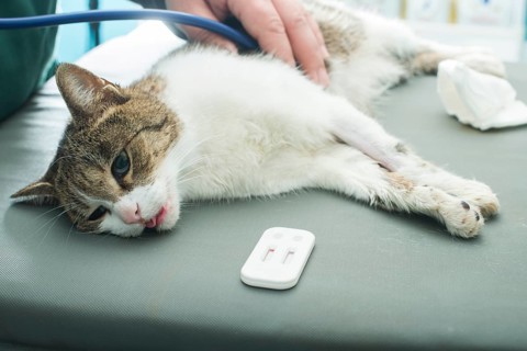 Veterinary Blood test. Cat in vetrinary