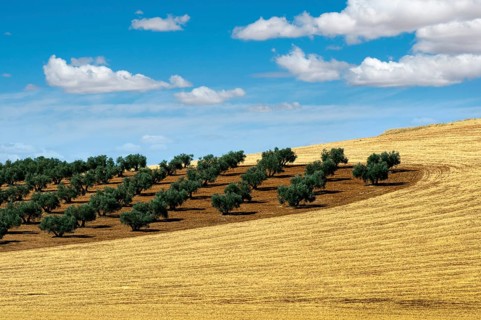 Olive trees in a row. Plantation and cloudy sky