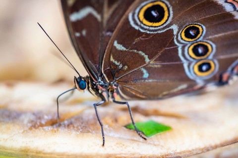 Blue Morpho Butterfly