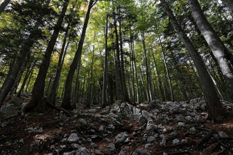 Mountain forest in the Karawanken, Alps, Slovenia