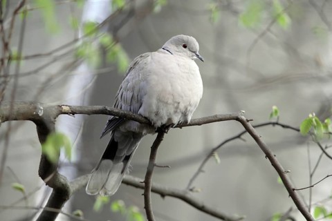 Collared Dove, Streptopelia decaocto, Collared Dove