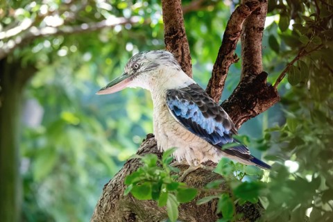 An image of a typical kookaburra bird