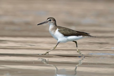 Common sandpiper, Actitis hypoleucos