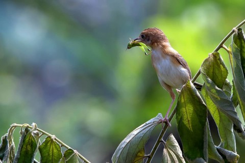 Bird brings food to their chicks