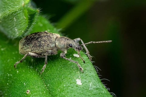 Beetle of Otiorhynchus on a strawberry leaf
