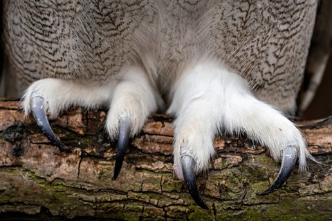 Close up of the claws of a Siberian Eagle Owl, Bubo bubo sibiricus