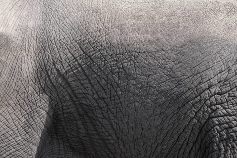 Closeup of skin of grey elephant as background