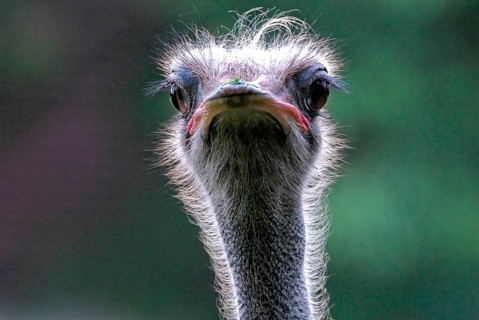 Portrait of an ostrich, (Struthio camelus), captive, close-up of an ostrich with striking eyes and