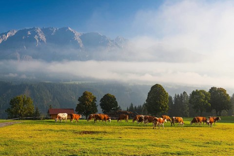 On a farm in the high mountains in Austria