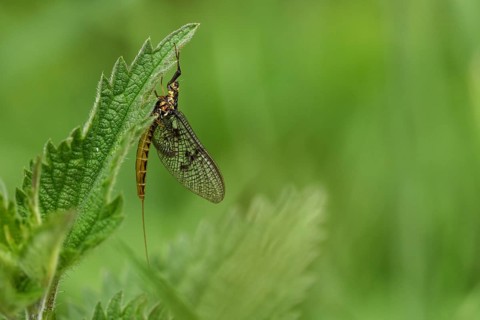 Mayfly (Ephemeroptera)