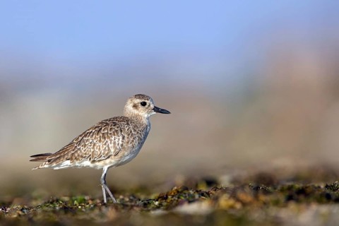 Little Ringed Plover, (Pluvialis squatarola), animal, animals, bird, birds, biotope, habitat,