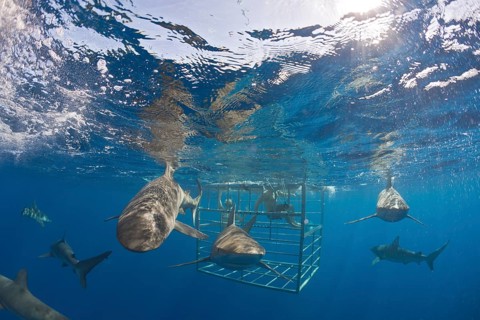 Galapagos sharks, Carcharhinus galapagensis, Oahu, Pacific, Hawaii, USA
