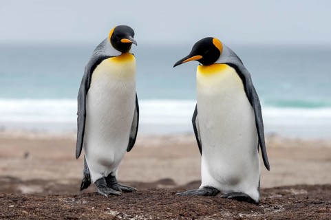 Two King Penguins, Animals, Birds, Penguin, Penguins, (Aptenodytes patagonicus patagonicus) The