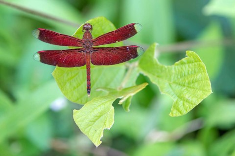 Animals, Insects, Dragonflies, Red Dragonfly, (Neurothemis ramburii), Sabah, Borneo