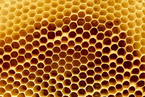 Fragment of honeycomb with empty cells in bright sunlight