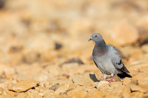 Rock pigeon, (Columba livia), animals, birds, family of pigeons, ancestral form of the domestic