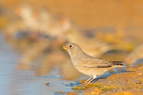 Desert Finch, Finch Family, Finch, Trumpeter Finch, (Rhodopechys githaginea), Roselin githagine,