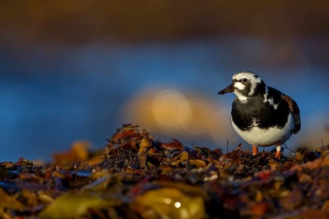 Turnstone, (Arenaria interpres), animals, birds, snipe family, biotope, habitat, foraging,