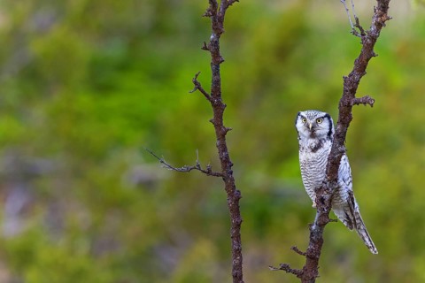Barred owl, (Surnia ulula), animals, birds, owl family, owl, perch, biotope, habitat, Varanger Bird