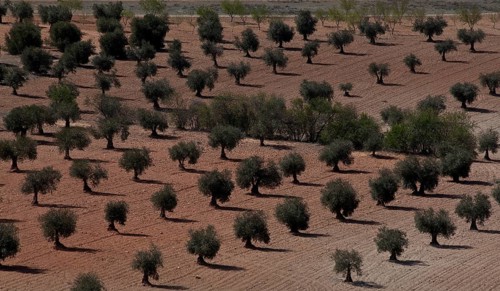 Spain Olive plantation 54371