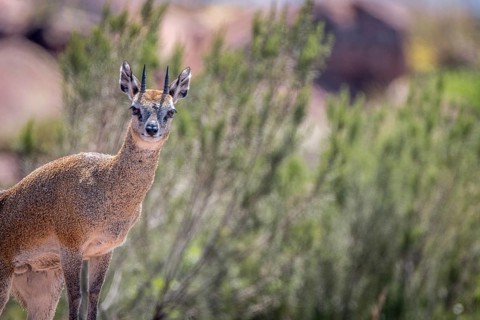 A Klipspringer on top of a rock in the Marakele National Park, South Africa