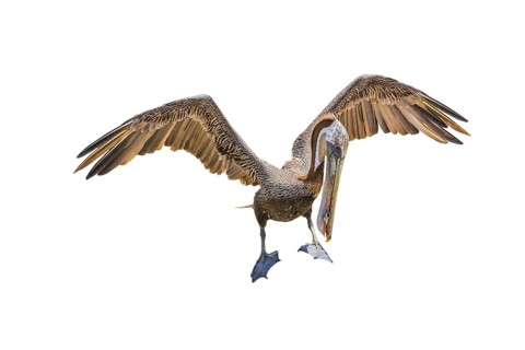 Brown pelican with open wings. Mexico, Baja California Sur