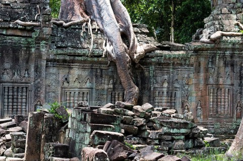 Buddhist temple buildings, jungle temples, mystical, Ta Prohm, Buddhist temple complex, UNESCO