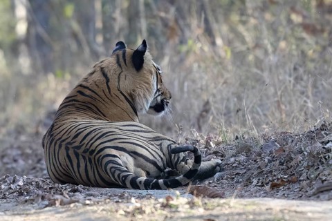 Tiger (Panthera tigris), Bengal tiger or Indian tiger, big cat (Pantherinae), carnivore