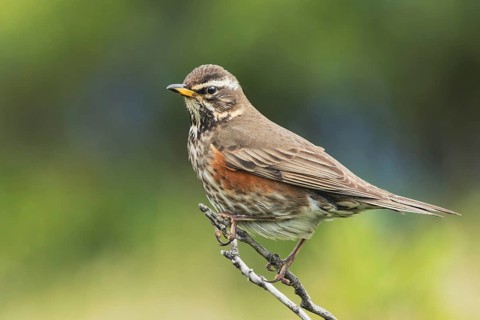 Redwing (Turdus iliacus) on its perch, nature park Park, Dalvik, Iceland