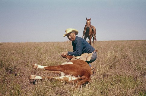 USA Oklahoma. A cowboy with a calf. 1959. Kodachrome slide original. Credit Roland Palm ref 6-9-4