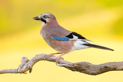 Jay, European Jay, Jay, eurasian jay (Garrulus glandarius), Geai des chênes, Arrendajo Común,