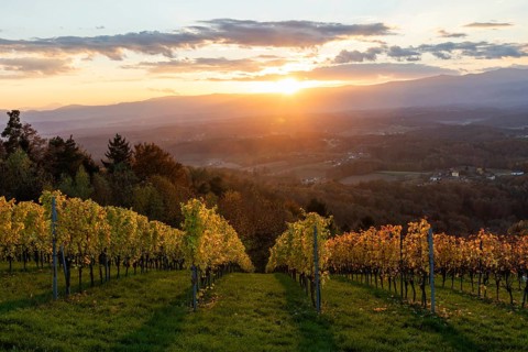 Vineyard in the evening light, cloudy mood at sunset on the Sausal Wine Route, St. Andrä-Höch,