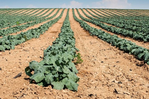 Cabbage plantation. Cabbage arranged in rows, clean soil