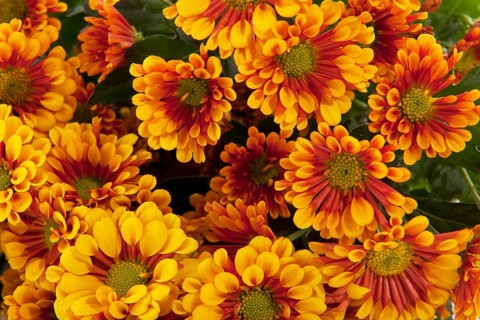 Brown orange Florists daisy bouquet isolated over white