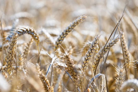Close-up of ears of wheat in the golden light of the sun, Coxhill, Shepherdswell, Dover, Kent,