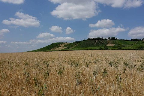 Viticulture near Prüßberg, district of Schweinfurt