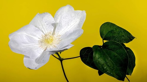 Beautiful Blooming white clemantis Arabella flower on a yellow background. Flower head close-up,