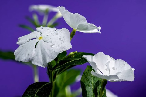 Beautiful Blooming white Catharanthus SunStorm Pure White on a purple background. Flower head
