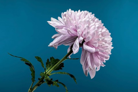 Blooming pink Dark Rossano chrysanthemum on a blue background. Flower head close-up, Odessa,