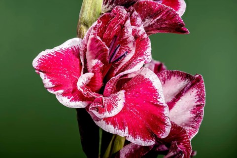 Beautiful Blooming red Gladiolus Jiri Vaclavik on a green background. Flower head close-up, Odessa,