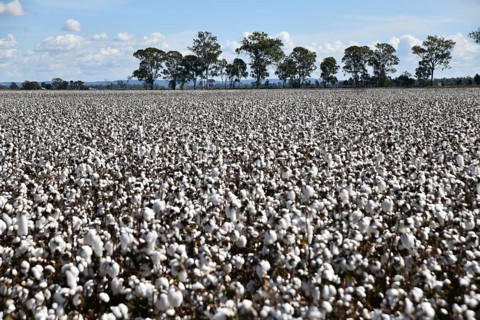 Cotton crop ready for harvest at Byee, near Murgon in the South Burnett district of Queensland,