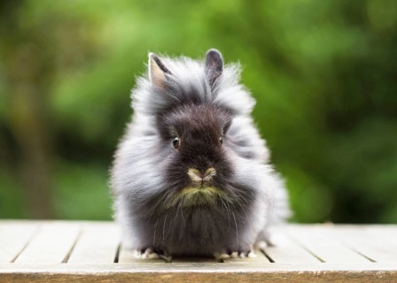 A fluffy black lionhead rabbit sits on a table in the garden with a blurred background