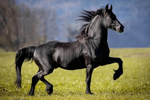 Frisian gelding in the pasture in autumn