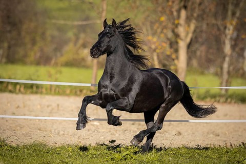 Frisian gelding in the pasture in autumn