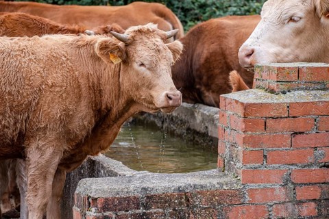 Herd of cows and calves at a waterhole, Santo Domingo de Silos, Burgos province, Spain