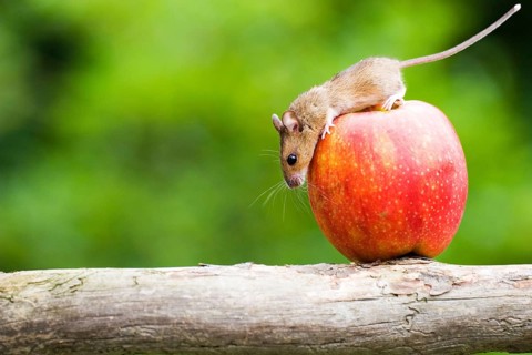 A mouse examines an apple, climbs, balancing act, animals, mammals, grey, grey house mouse, fruit,