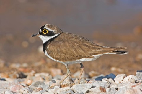 Little Ringed Plover, Little Plover, (Charadrius dubius), Petit Gravelot, Chorlitejo Chico,
